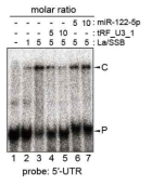HCV 5′ -UTR과 La 단백질 간 interaction이 tRF_U3_1에 의해 억제됨을 보여주는 EMSA 결과
