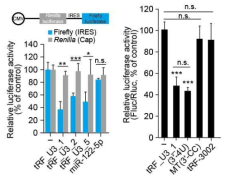 tRF_U3_1를 포함한 pre-tRNA trailer 유래 smRNA에 의한 HCV IRES-mediated translation 조절
