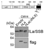 pCMV4-hLa와 pCMV4-hLa(ΔNLS) 벡터를 각각 Huh7에 발현시킨 뒤 La antibody와 flag antibody로 발현확인한 결과. La 단백질의 기능적 도메인(위)