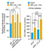 tRF_U3_1과 La 단백질의 HCV IRES-mediated translation 조절기능을 tRF_U3_1 KO 세포주에서 재확인한 결과