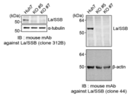 La KO 세포주에서 La 단백질 결손을 확인한 immunoblot 분석결과