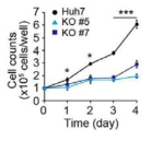 La KO 세포주와 La 단백질 결손 Huh7 세포의 성장 속도 비교
