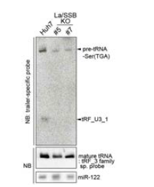 La KO 세포주에서 tRF_U3_1과 mature tRNA에 대한 northern blotting 분석결과