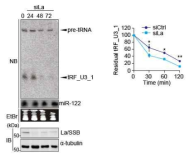 Huh7 세포에서 La 단백질 발현을 siRNA를 사용하여 silencing 시킨 뒤 tRF_U3_1의 발현양을 분석한 결과. La 발현 감소에 따라 tRF_U3_1의 세포내 축적량이 현저하게 줄어듬을 볼 수 있음