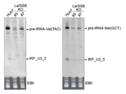 La KO 세포주에서 tRF_U3_2와 tRF_U3_5에 대한 northern blot 분석결과