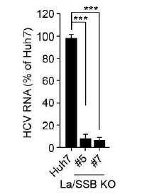 La KO 세포주와 Huh7에 HCV 감염 후 48 h 뒤 qRT-PCR로 viral RNA level을 비교 분석한 결과