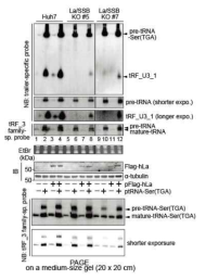 Huh7과 La KO 세포주에서 tRF_U3_1와 La 발현벡터를 사용하여 tRF_U3_1의 발현양과 tRNA processing에 미치는 La의 효과를 분석한 결과