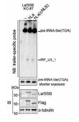La KO 세포주에서 La 단백질이 tRF_U3_1의 세포질 내에서의 안정화에 중요한 역할을 함을 보여주는 northern blotting 분석결과