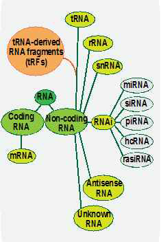 세포내 small RNA 종류와 알려진 기능. 인간 세포에는 단백질을 코딩하는 mRNA외에 tRNA, rRNA, miRNA, piwi-interacting RNA(piRNA), repeat associated small interfering(rasiRNA), hcRNA(Ago-containing effector complex등을 포함하는 다양한 non-coding RNA가 존재함. 현재 연구가 많이 진행된 miRNA는 인간에서 약 1000종이 생성되는 것으로 알려지고 있으며, 이들의 종류와 양은 발생, 질환, 세포주기 등에 따라 변화하는 것으로 보고됨. 이들 ncRNA은 또한 바이러스 감염 시 발현 및 기능이 조절될 수 있음. miRNA array 및 small RNA deep sequencing을 통해 얻은 최근의 결과들은 바이러스 감염에 의해 ncRNA의 프로파일을 변화됨을 보여주고 있음