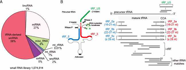 간암세포주내 존재하는 small RNA 프로파일 분석결과. (A) Small RNA profile. (B) 주요 tRF 종류(tRF_5, tRF_3, tRF_U3). (C) 검출한 tRF에 대한 상세한 family 분류도