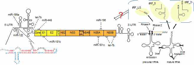 HCV 유전자의 안정성/복제/발현을 조절하는 miR122의 HCV 유전자 binding site 및 tRF의 HCV 복제/유전자 발현조절 가능성. miR122와 달리 바이러스 억제기능을 지닌 miRNA들과 이들의 binding 부위도 유전자상에 표시함. tRF들은 HCV 유전자에 붙거나 다른 세포단백질과 결합하여 기능을 보이는 것으로 추측됨