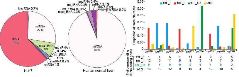 Huh7 세포(n=2)와 정상 간조직(n=2)에서 deep-sequencing 통한 small RNA 프로파일(좌), Huh7 세포에서 검출된 tRF 프로파일(우)