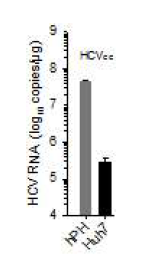 간암 세포주와 정상간세포에서의 HCV 증식능 비교결과. hPH: human primary hepatocytes