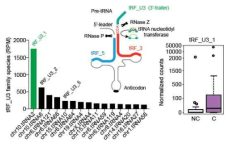 Huh7 세포 시퀀싱에서 검출된 tRNA 전구체 3′ 말단으로부터 생성되는 tRF(>100 RPM) (좌), 정상조직과 간암 조직에서 tRF_U3_1의 발현량 변화를 나타낸 Box-Plot (우). NC, 정상간 조직; C, 간암 조직