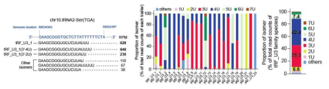 Huh7 세포주 시퀀싱에서 검출된 tRF_U3_1의 isoform들(좌). 각 tRF_U3 family들을 대상으로 한 3′ 말단 U-tail 서열 분석 결과와 이들의 평균치(우)