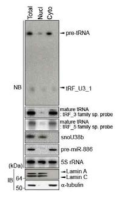 Huh7 세포를 핵과 세포질로 분획 후 이들 분획에 존재하는 tRF_U3_1 및 pre-tRNA를 northern blotting으로 검출한 결과