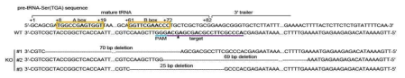 tRF_U3_1 knockout 세포주에서 해당 tRNA 유전자 결손을 서열분석을 통해 확인한 결과