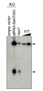 ptRNA-Ser(TGA)를 이 tRNA를 KO 시킨 세포주에 발현시킨 후 tRF_U3_1와 pre-tRNA 발현을 northern blotting으로 분석한 결과