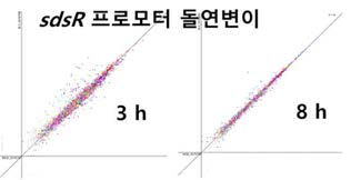 ryeB(sdsR)- 균주에서 증가한 리드수