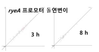 ryeA- 균주에서 증가한 리드수