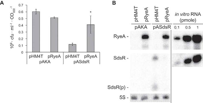 RyeA에 의한 RyeB(SdsR) 세포사 억제