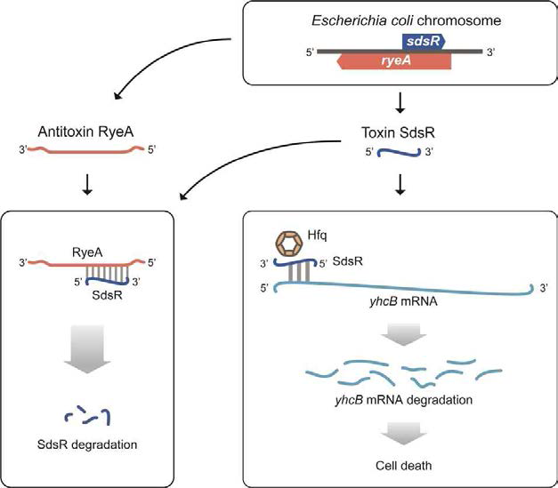 RyeB(SdsR)/RyeA 독소/항독소 시스템