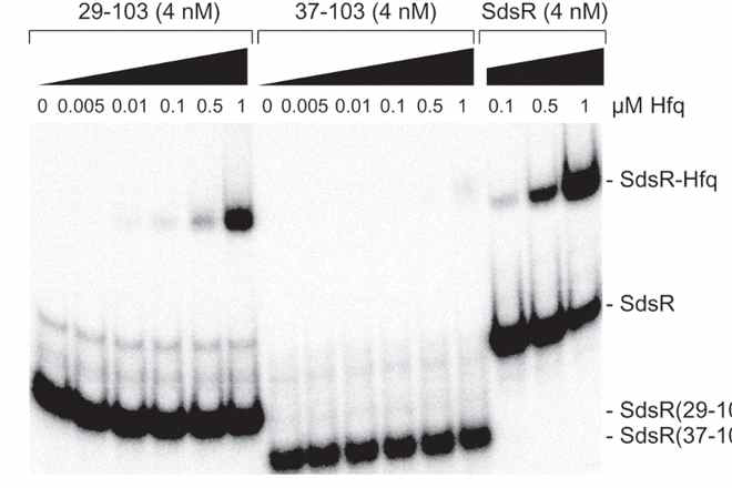RyeB(SdsR)의 Hfq 결합자리의 EMSA 분석