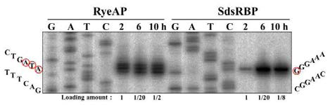 ryeA 및 ryeB(sdsR) 프로모터의 전사 개시 분석