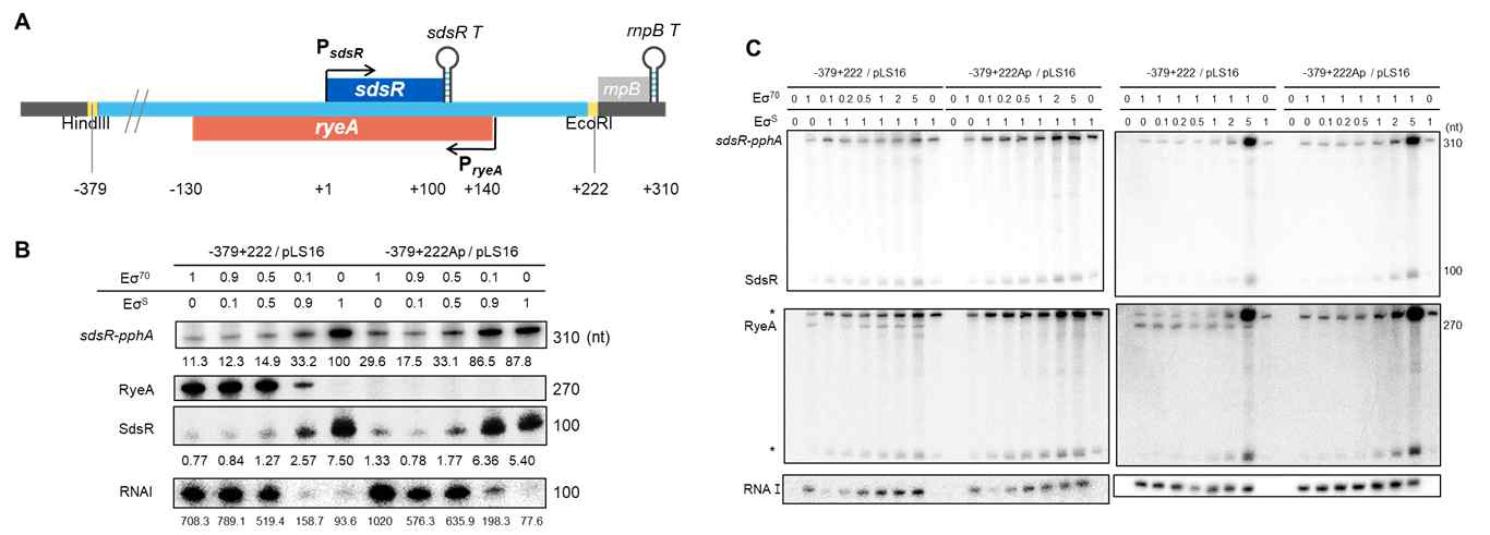 ryeA 및 ryeB(sdsR) 전사에 σ factor 특이성. 시험관 전사 분석