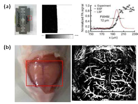 (a)면도날을 이용한 측방향 해상도 측정, (b) In vivo 마우스 브레인 이미지