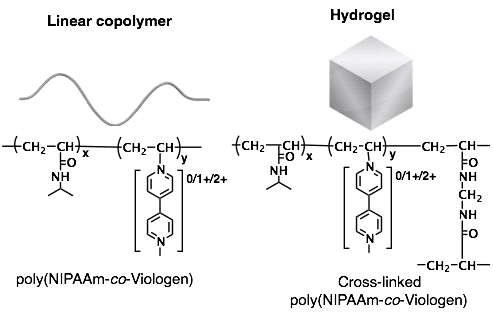 비올로겐과 나이팜의 copolymer chain, 오른쪽 그림: 비올로겐과 나이팜의 copolymer가 3차원적으로 가교되어 합성된 하이드로젤