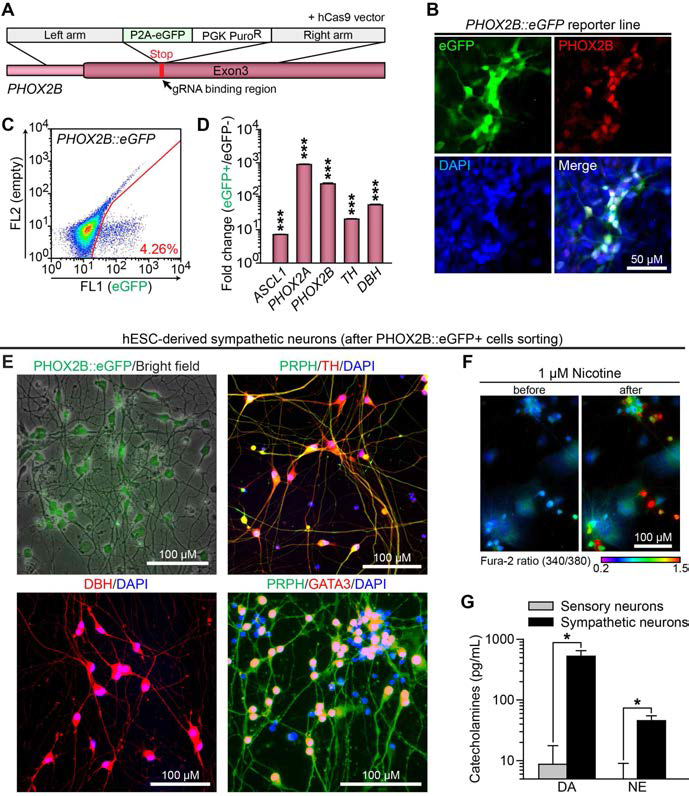 인간 배아줄기세포 및 유도만능줄기세포 (induced pluripotent stem cell, iPSC) 유래 교감신경세포1