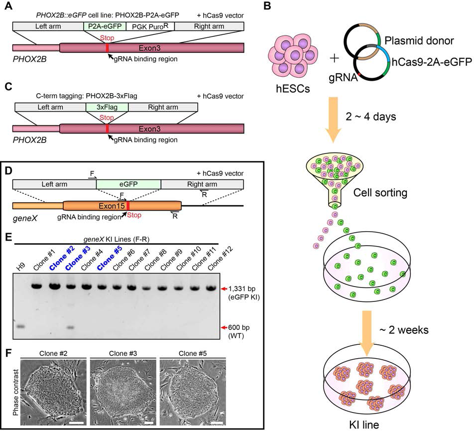 인간 배아줄기세포에 CRISPR/Cas9 유전자 편집 기술을 이용해 PHOX2B-3xFlag knock-in 세포주를 만드는 방법