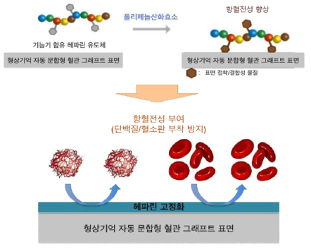 폴리페놀산화효소를 이용한 헤파린 고정화 기술