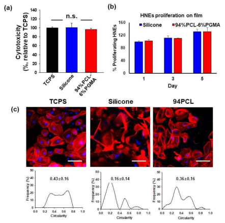 94%PCL-6%PGMA와 silicone의 사람유래 코 점막세포(human nasal epithelial cell)를 이용한 (a)세포독성, (b)증식, 그리고 (c)점착된 점막세포의 컨포컬 이미지