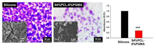 94%PCL-6%PGMA와 silicone의 biofilm형성 테스트