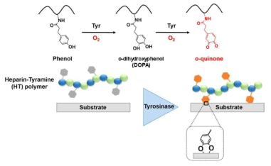 폴리페놀산화효소를 이용한 헤파린 유도체의 표면 고정화 기술 모식도