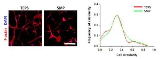 필름 타입 형상기억 고분자 위에서 배양된 인간 평활근 세포의 모양 및 circularity