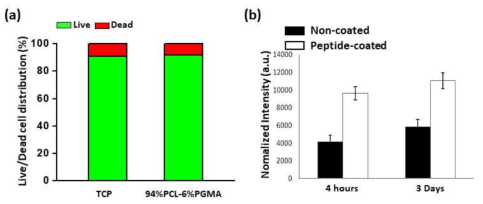 기능성 펩티드가 코팅된 혈관 그래프트 시작품의 세포 적합성 평가. (a) 기능성 펩티드가 코팅된 94%PCL-6%PGMA 형상기억 고분자에서의 인간 탯줄 정맥 내피 세포(HUVEC) 생존율 및 (b) 인간 동맥 혈관 내피세포를 이용한 내피화 (endothelialization) 분석