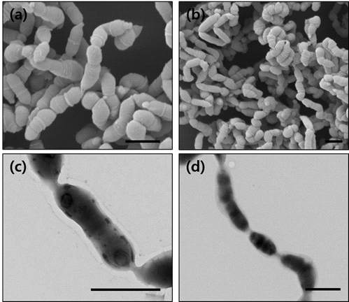 Electron micrographs of cells of strain KGMB04489T. (a, b) Scanning electron micrographs of strain KGMB04489T; (c, d) Transmission electron micrograph of strain KGMB04489T. Bars, 1 μm