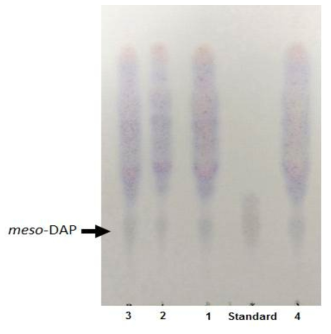 The peptidoglycan of the cell walls of strain KGMB01110T and reference strains contained meso-diaminopimelic acid (meso-DAP) as the diagnostic diamino acid