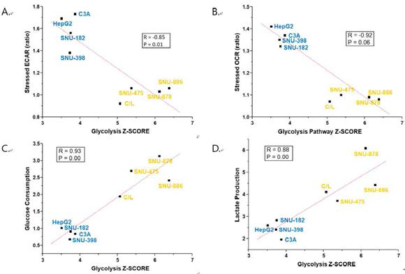 8예 간암 세포주의 Glycolysis Pathway 와 (A) Stressed ECAR, (B) Stressed OCR, (C) Glucose Consumption, (D) Lactate Production 상관관계 분석 결과 (파란색: low-glycolytic, 주황색: glycolytic)