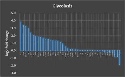 Glycolytic 간암 세포주 4예와 low-glycolytic 간암 세포주 4예에서 Glycolysis Pathway 주요 유전자의 발현값의 차이