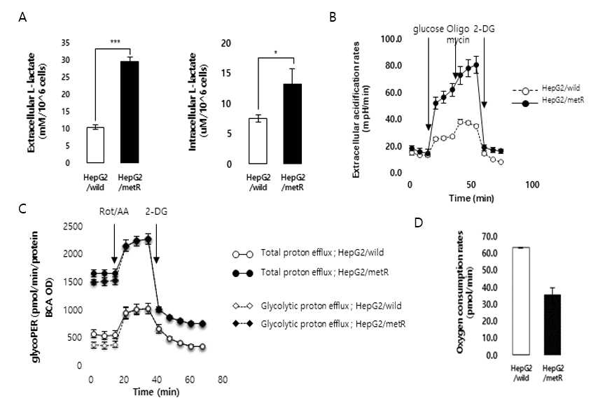 대사성 종양 세포 모델 확립. A. 대사성 종양 세포 모델의 intra/extracellular lactate 생성량 변화, B. extracllular acidification 측정을 통한 glycolysis량 예측, C. proton flux rate 측정을 통한 모델 세포의 glycolysis 능력 측정, D. oxygen consumption rate 측정을 통한 mitochondria respiration 감소 확인