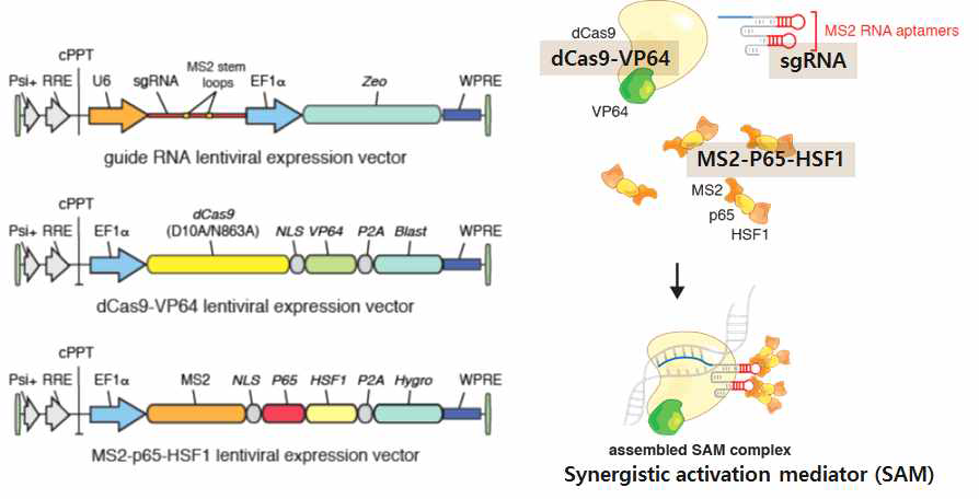 CRISPR/CAS9 Synergistic Activation Mediator (SAM) 렌티벡터 및 시스템 모식도