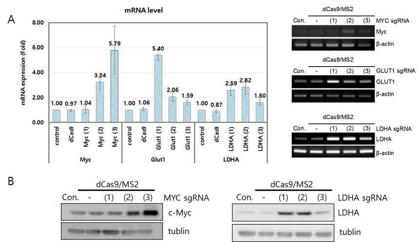 mRNA 수준(A)과 단백질 수준(B)에서 SAM 시스템에 의한 유전자 과발현 확인