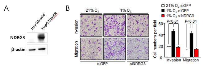 대사성 종양 세포 모델에서의 NDRG3의 발현 (A) 및 NDRG3의 발현억제시 세포이동성 변화 (B)