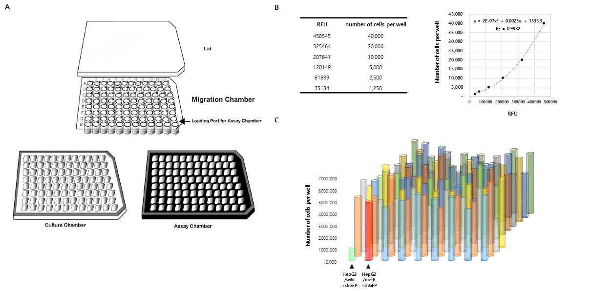 세포 이동성 검증을 위한 High-throughput 96 well cell migration 실험