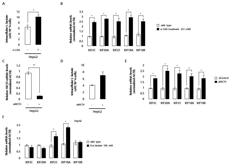 Lactate transporter 인 MCT의 화학적 및 유전학적 조절을 통한 젖산 신호 조절 및 그에 따른 kinesin 패밀리 유전자의 전사체 발현 증가