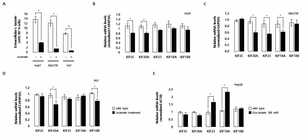 다양한 간암 세포주에서의 lactate 농도 의존적 kinesin 패밀리 유전자의 전사체 발현 확인